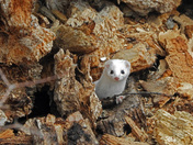 Ermine