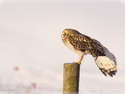 Short-eared Owl - Stretching