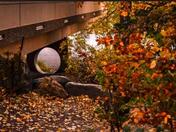 Autumn Zen Leaves 
