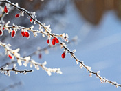 Hoar Frost