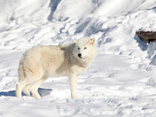 Arctic Wolf