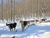 Dogsled Ride