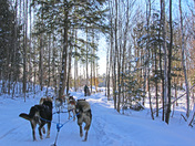 Dogsled Ride