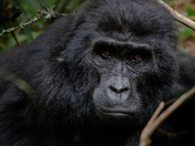 Mountain Gorilla