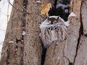 Eastern Screech-owl