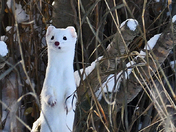 Long Tailed Weasel
