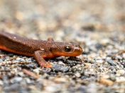 Rough Skinned Newt