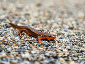 Rough Skinned Newt
