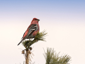 Pine Grosbeak