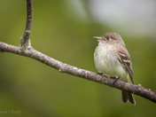 Flycatcher