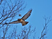 Red-tailed hawk.