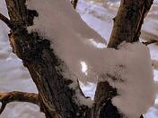 Snowy Angel 