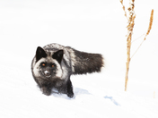 Silver Fox