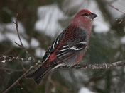 Pine Grosbeak
