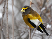 Evening Grosbeak