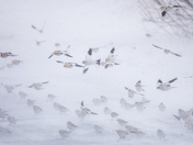 Snow Drifters
