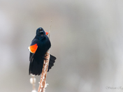 Red-winged Blackbird