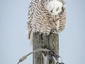 An itch that needs to be scratched