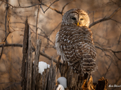 Barred owl in the morning