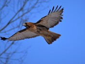 Red-tailed hawk.