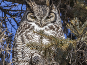 Great Horned Owl 