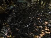 Swampy Vibes 
