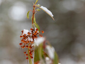 Labrador Tea