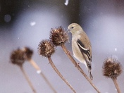 American Goldfinch