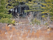 Dear Little Deer