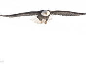 Bald Eagle - High Key and Wing Blur