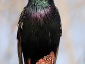 Starling on a Sumac tree