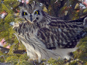 Short Eared Owl