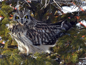 Short Eared Owl