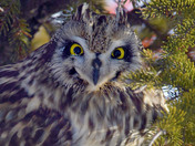 Short Eared Owl