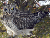 Short Eared Owl