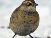 Rusty Blackbird