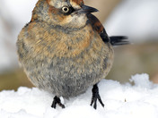 Rusty Blackbird