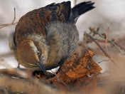 Rusty Blackbird
