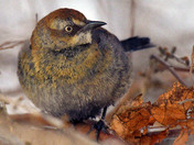 Rusty Blackbird