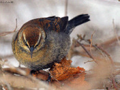 Rusty Blackbird