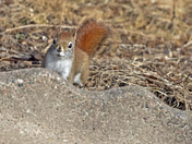Red Squirrel