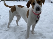 Snow dogs!