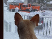 Lulu watching the plows and the snow falling.