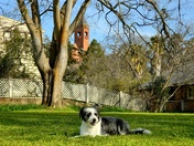 Our Sadie loves her daily walks up by Preston Castle in Ione. Jon Younger