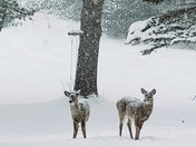 We had 2 visitors come to see us today.