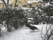 Happier at snowstorm time than at Thanksgiving time! 
