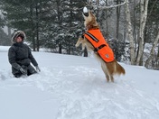 Christina LaMontagne threw a snowball to Molly, a golden retreiver/shepherd mix,  and she jumped high up to catch it! 