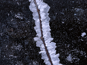 Winter Blossom 