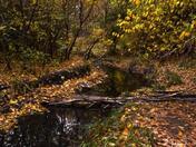 Autumn Wilderness 