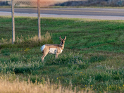 Pronghorn